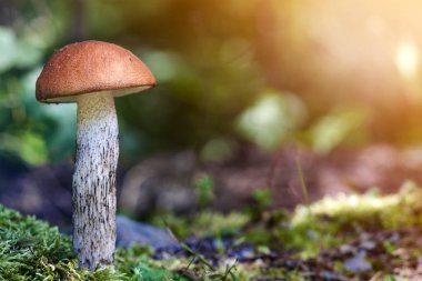 Yeşil arka plan bulanık üzerinde kahverengi ve beyaz mantar