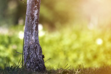 İzole detayını yakın çekim yaz güneş parlak çimenli yeşil bulanık güneşli bokeh arka plan yalnız güçlü siyah beyaz Ağaç gövdesinde büyüyen tarafından yaktı. Doğanın, vintage etkisi kavramı güzelliği.