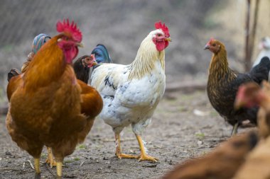 Sağlıklı kırmızı ve siyah tavuk ve büyük beyaz horoz açık parlak güneşli gün kümes hayvanları bahçede besleme yürüyüş yetiştirilen grup. Tavuk yetiştiriciliği, sağlıklı et ve yumurta üretim kavramı.