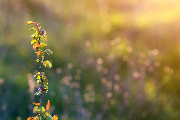 Κοντινό Πλάνο Του Φωτίζεται Από Καλοκαιρινό Ήλιο Απομονωμένες Φρούτα Αχλάδι — Φωτογραφία Αρχείου