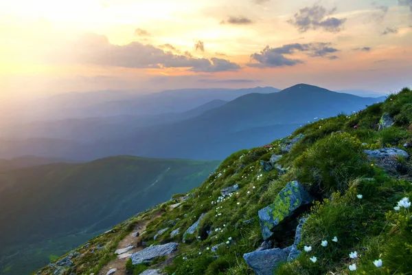 Wide summer mountain panorama at dawn. Beautiful white flowers blooming in green grass among big rocks and mountain range under pink sky before sunrise. Tourism, ecology and beauty of nature concept.