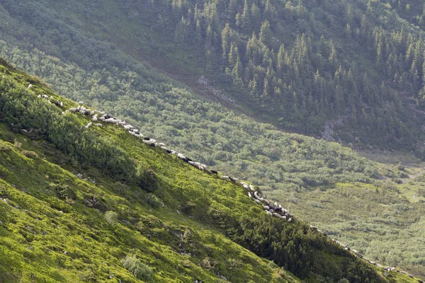 Green grassy steep hill with small silhouette of man shepherd guiding big flock of sheep and lambs on foggy pine trees forest background. Farming and breeding sheep in difficult conditions concept.