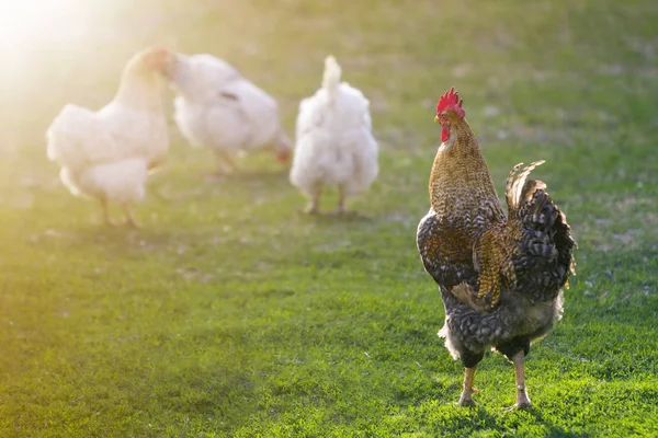 Group of grown healthy white hens and big brown rooster feeding on fresh first green grass outside in spring field on bright sunny day. Chicken farming, healthy meat and eggs production concept.