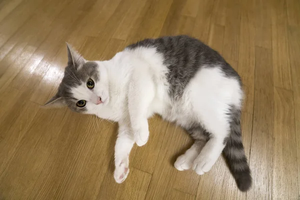 若い素敵な小さな白と灰色猫子猫敷設は木質系床屋内でリラックス ホーム コンセプトに動物のペットを飼うこと — ストック写真