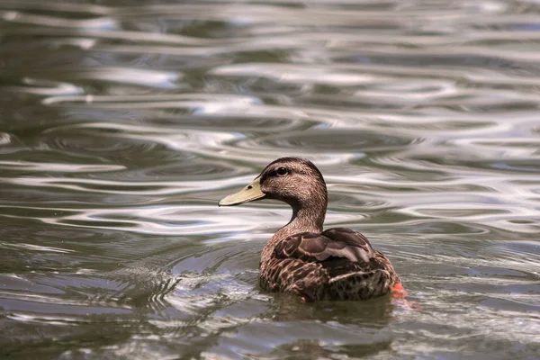 Wild nice brown bird female duck swimming floating alone in bright lit by sun clear sparkling pond or lake water. Beautiful wildlife, ecology and fauna protection and hunting season concept.