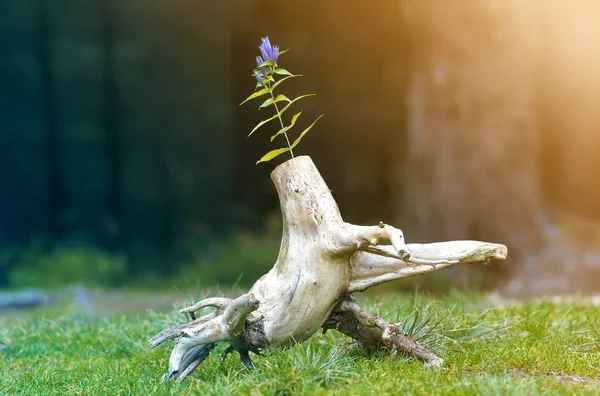 照片中的性质与黑暗背景模糊的抽象存根 老树桩 一朵花在它干死了障碍 新生活的开始 — 图库照片