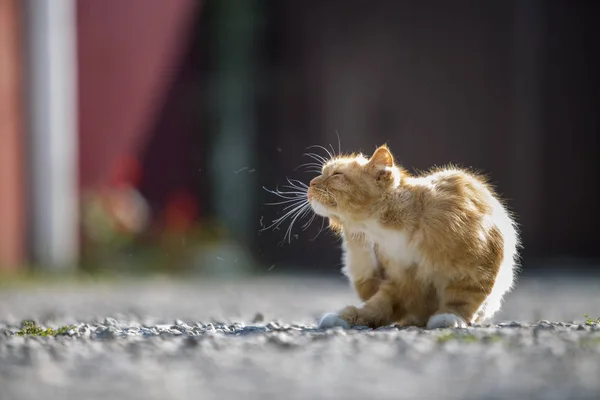 Portret Van Leuk Schattig Gember Oranje Jonge Grote Kat Met — Stockfoto