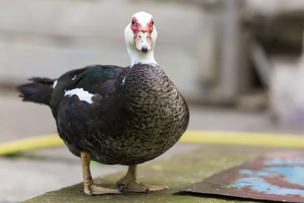 Big Nice Beautiful Fattened Black White Musk Duck Outdoors Yard — Stock Photo, Image