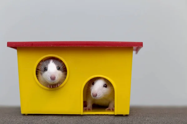 Twee Grappige Witte Grijze Tamme Nieuwsgierige Muizen Hamsters Met Glanzende — Stockfoto