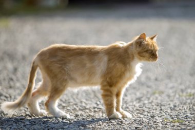 Açık havada küçük çakıl yalındır bulanık hafif güneşli kopya alan arka plan üzerinde seyir üzerinde duran sarı gözlü Zencefil Portakal büyümüş yetişkin büyük kedi portre profil.
