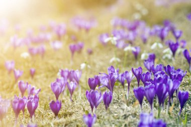 Güzel Close-up ilk bahar Karpat Dağları üzerinde parlak bahar sabahı güneşli altın arka plan bulanık çiçek açan çiçekler, menekşe çiğdemler. Doğa kavramı korunması.