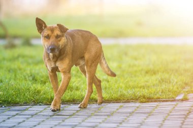 Büyük yetişkin eski akıllı sarı köpeklere kamera parlak güneşli bulanık kopya alan arka plan üzerinde boş döşeli sokakta tek başına duran arıyorsunuz.