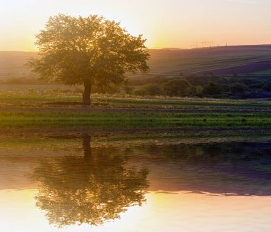 Turuncu akşam güneş ışığı ve ufuk arka plana uzanan yüksek gerilim hatları güzel büyük yeşil ağaç büyüyen uzak tepelerde bahar alanında yalnız günbatımında sakin ve huzurlu görünümünü banyo.