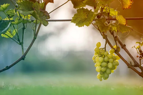 Close-up of growing young vine plants tied to metal frame with green leaves and big golden yellow ripe grape clusters on blurred sunny colorful bokeh background. Agriculture and gardening concept