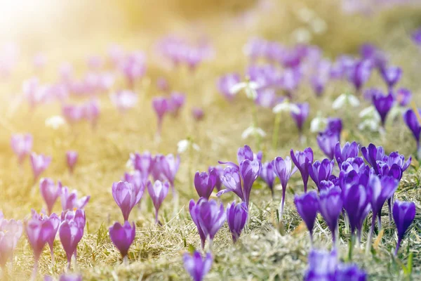 Güzel Close-up ilk bahar Karpat Dağları üzerinde parlak bahar sabahı güneşli altın arka plan bulanık çiçek açan çiçekler, menekşe çiğdemler. Doğa kavramı korunması.