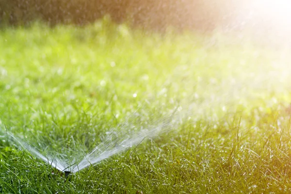 Lawn water sprinkler spraying water over lawn green fresh grass in garden or backyard on hot summer day. Automatic watering equipment, lawn maintenance, gardening and tools concept.