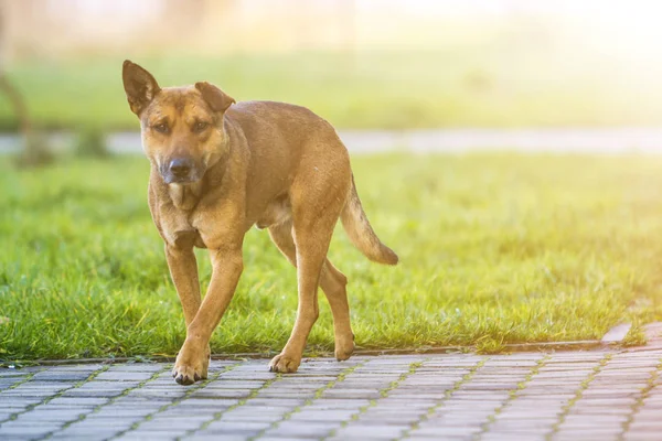 大きな大人古いスマート黄色野良犬探してカメラで明るい日当たりの良いぼやけたコピー スペース背景に空の舗装された通りに一人で立って — ストック写真