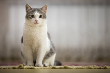 Hafif güneşli kopya alan arka plan açık havada düz yukarı seyir oturan yeşil gözlü güzel beyaz ve gri kedi portresi bulanık.