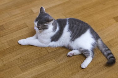 Genç güzel küçük beyaz ve gri yerli kedi yavru kedi döşeme iç ahşap zemin üzerinde rahat. Koruma hayvan evde beslenen hayvan ev, concept.