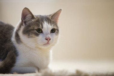 Profil portresi beyaz kopyalama alanı arka plan üzerinde ifade gülümseyen genç güzel küçük şirin akıllı beyaz ve gri yerli kedi yavru kedi. Koruma hayvan evde beslenen hayvan vasıl ev, yaban hayatı kavramı.