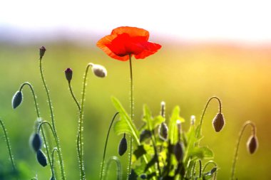 İhale açan yakın çekim yaz güneş tarafından bir kırmızı vahşi haşhaş ve su katılmamış çiçek tomurcukları bulanık parlak yeşil yaz zemin üzerine yüksek sapları üzerinde yaktı. Güzellik ve hassasiyet doğa kavramının.