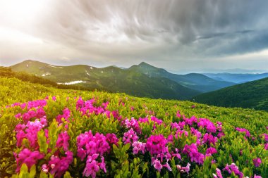 Pembe ormangülü güzel manzarasına rue yeşil çim ve Karpat Dağları ile dramatik bulutlar gökyüzü gün ışığında sisli Hills dağ yamacında çiçek açan çiçekler. Doğa kavramının güzellik.