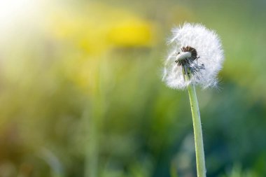 Portre resmi güzel şişirilmiş beyaz kabarık çiçek karahindiba bulanık yeşil bokeh arka plan üzerinde yüksek kök üzerinde tek başına duran küçük siyah tohumları ile. Güzellik ve hassasiyet doğa kavramının.