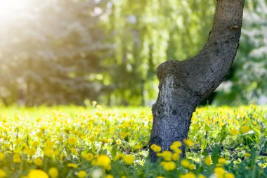 Güzel bahar ya da yaz vahşi orman ya da parlak güneşli bir günde park. Kalın büyük ağaç gövdesi ve bolca çiçek açan çiçekler bulanık yeşil yeşillik bokeh arka plan üzerinde sarı. Doğa kavramının güzellik.