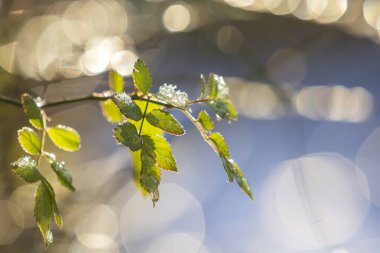 İhale ıslak yeşil yaprakları ile izole gül brunch Close-up güneş tarafından parlak güneşli Soyut Mavi beyaz bokeh kopya alan arka plan üzerinde yaktı. Kartpostal tebrik tema, doğa kavramının güzellik.