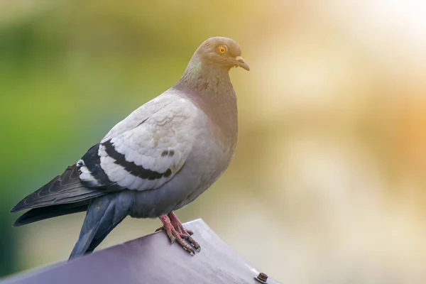 Portrait Gros Plan Beau Gros Pigeon Gris Blanc Avec Œil — Photo