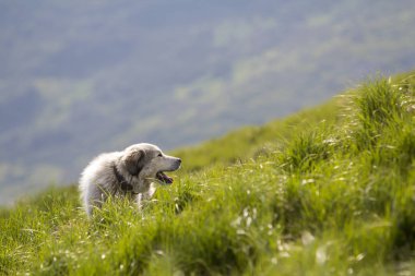 Büyük beyaz zeki çoban köpeği ayakta dik yeşil çimenli dağ yamacında kopya alan arka plan koyu yeşil sisli odunsu dağ sırtı, geniş Panoraması güneşli yaz gününde yetiştirilen.