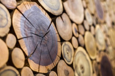 Perspektif görünümü yuvarlak ahşap boyanmamış sağlam doğal ekolojik yumuşak kahverengi renkli ve sarı crackled kütükleri arka plan, yıllık halkaları farklı boyutlarda, arka plan doku bölümlerle ağaç kesmek.