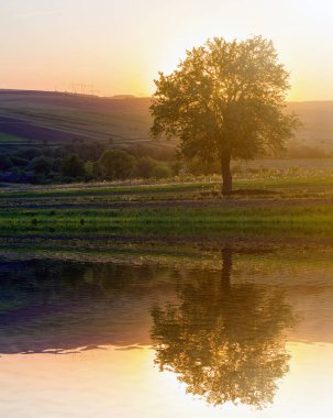Turuncu akşam güneş ışığı ve ufuk arka plana uzanan yüksek gerilim hatları güzel büyük yeşil ağaç büyüyen uzak tepelerde bahar alanında yalnız günbatımında sakin ve huzurlu görünümünü banyo.