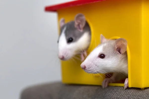 Twee Grappige Witte Grijze Tamme Nieuwsgierige Muizen Hamsters Met Glanzende — Stockfoto