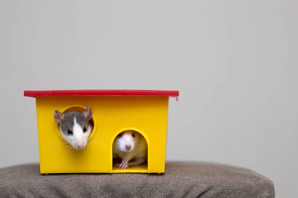 Twee Grappige Witte Grijze Tamme Nieuwsgierige Muizen Hamsters Met Glanzende — Stockfoto
