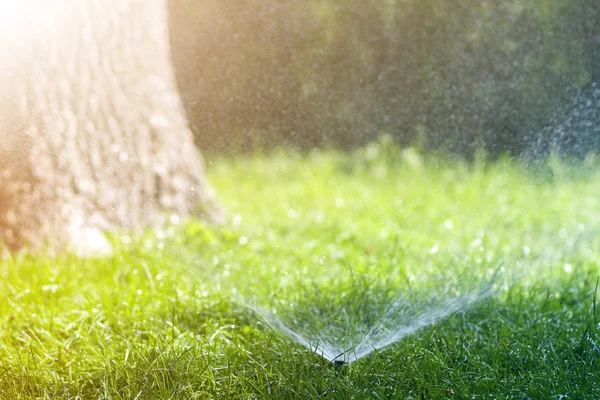 Aspersor Agua Césped Rociando Agua Sobre Césped Verde Hierba Fresca — Foto de Stock