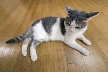 Genç güzel küçük beyaz ve gri yerli kedi yavru kedi döşeme iç ahşap zemin üzerinde rahat. Koruma hayvan evde beslenen hayvan ev, concept.