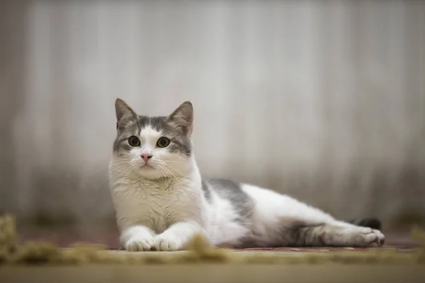 Retrato Agradable Gato Doméstico Blanco Gris Con Grandes Ojos Verdes — Foto de Stock