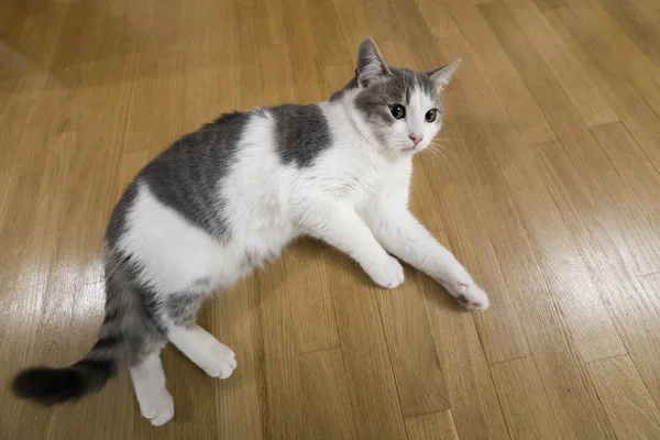 Joven Gatito Gato Pequeño Blanco Gris Doméstico Tendido Relajado Suelo — Foto de Stock