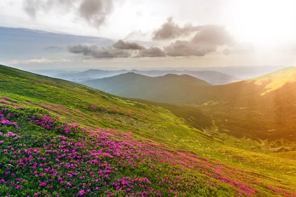 Krásný Výhled Růžový Rododendron Rue Květiny Kvetoucí Horském Svahu Mlhavé — Stock fotografie