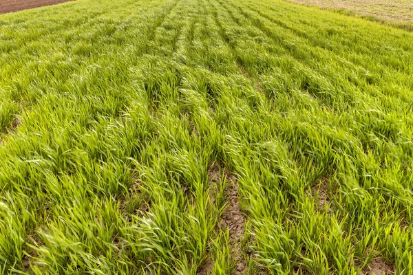Közeli Zöld Friss Háttér Búza Vagy Kukorica Hajtások Növekvő Területén — Stock Fotó