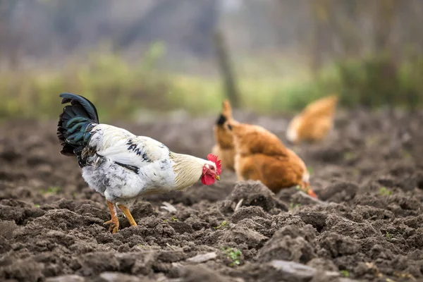 Grande Bonito Gallo Blanco Negro Hermoso Gallinas Alimentándose Aire Libre —  Fotos de Stock