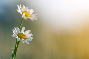 Sabah güneş bulanık sisli yumuşak yeşil zemin üzerine yüksek kaynaklanıyor çiçek açan tarafından Close-up iki ihale güzel basit beyaz daises parlak sarı yürekleri yaktı. Güzellik ve uyum doğa kavramının.