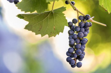 Asma dalı yeşil yaprakları ve koyu mavi Olgun üzüm küme ile yakın çekim resmi parlak güneş tarafından bulanık renkli ışık beyaz mavi sarı kopya alan arka plan üzerinde yaktı. Tarım ve şarap yapımı.
