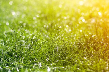Sabah yağmur suyu düşen damlaları ile yeşil taze ot. Güzel yaz arka plan bokeh ve arka plan bulanık. Düşük alan derinliği.