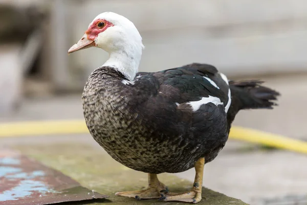 Big Nice Beautiful Fattened Black White Musk Duck Outdoors Yard — Stock Photo, Image