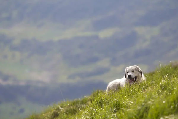 白い大きな成長巧妙なシェパード犬がコピー領域の背景の暗い緑霧木質山の尾根の広いパノラマの日当たりの良い夏の日に急な緑の草で覆われた山の斜面で休息を敷設 — ストック写真