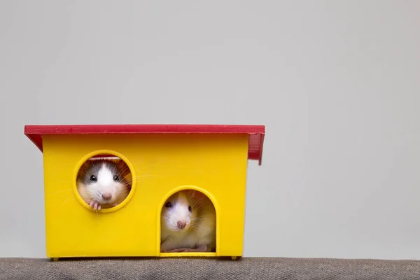 Két Vicces Fehér Szürke Szelíd Kíváncsi Egerek Hörcsögök Fényes Szeme — Stock Fotó