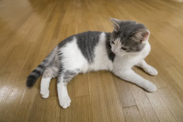 Joven Gatito Gato Pequeño Blanco Gris Doméstico Tendido Relajado Suelo — Foto de Stock