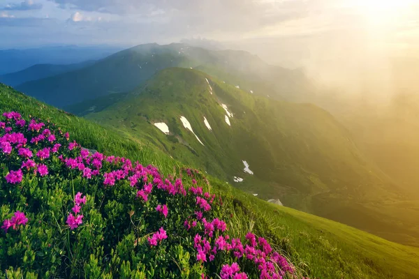 Прекрасный Вид Розовый Рододендрон Цветущие Горном Склоне Туманными Холмами Зеленой — стоковое фото